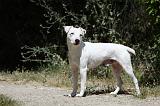 PARSON RUSSEL TERRIER 176